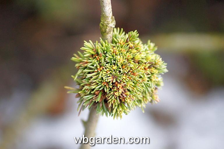 wbgarden dwarf conifers 36.JPG
